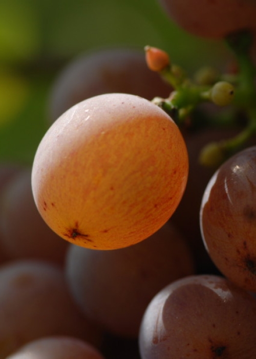 Traminer ANT 0907